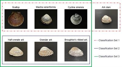 Deep learning-based phenotype classification of three ark shells: Anadara kagoshimensis, Tegillarca granosa, and Anadara broughtonii